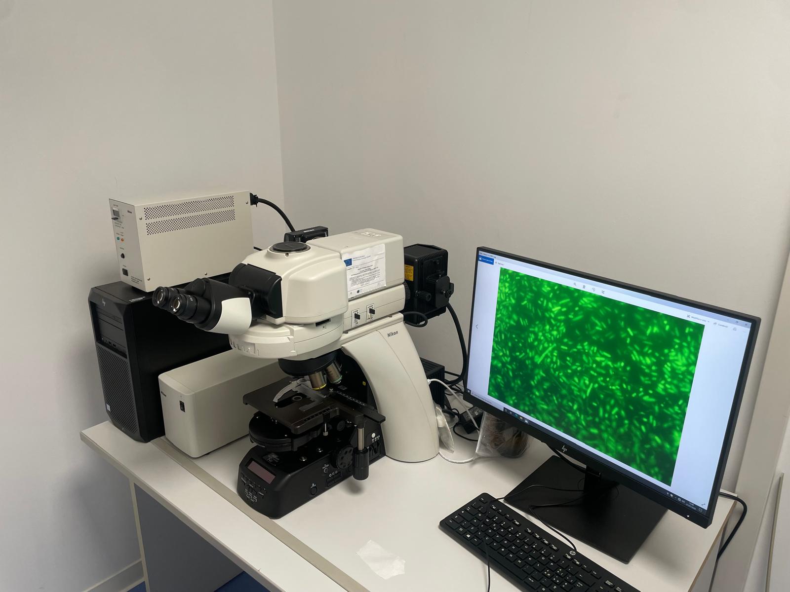 Epifluorescence Microscope – Nikon Eclipse Ni