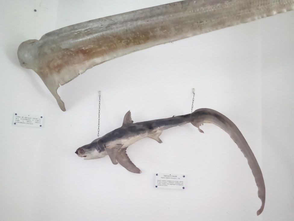 Giovanile e coda di adulto di squalo volpe
